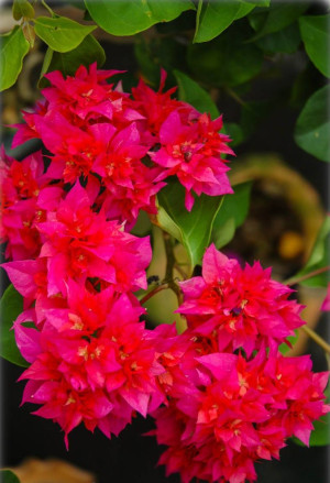 Bougainvillea spectabilis - Rot-gefüllt blühende Bougainvillea | Drillingsblume - Spalier, rot-gefüllt, Topf 5 l, 50/70 cm