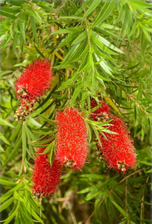 Callistemon viminalis - Hängender Zylinderputzer | Pfeifenputzer | Lampenputzer - Strauch, Topf 7 l, 50/70 cm