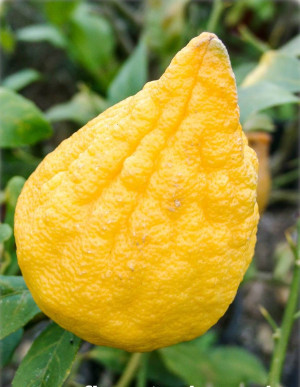 Citrus limon x Citrus medica 'Florentina' - Florentiner Zitronat-Zitrone - Stämmchen, 'Florentina', Topf 5 l, 50/70 cm