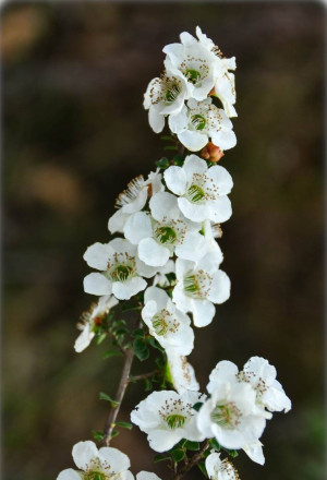 Leptospermum scoparium 'Alba' - Südseemyrte | Manuka | Neuseelandmyrte - Strauch, 'Alba' (weiß), Topf 5 l, 60/80 cm