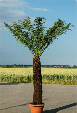 Dicksonia antarctica - Baumfarn | Australischer Taschenfarn - Baumfarn, Topf 3 l, 40/60 cm