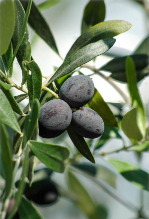 Olea europaea Fruchtsorten - Oliven (Pflanze) in Sorten - Baum, 'Ascolana', Topf 3 l, 125/150 cm