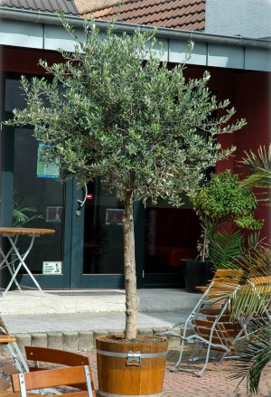 Olea europaea Stämmchen - Olive (Pflanze) - Oliven-Stämmchen - Stämmchen, Topf 5 l, 70/90 cm