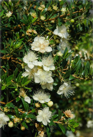Myrtus communis 'Tarentina' - Myrte | Brautmyrte | Gemeine Myrte - Strauch, 'Tarentina', Topf 25 l, 80/100 cm