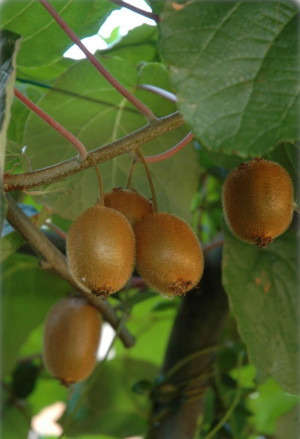 Actinidia deliciosa 'Jenny' - Kiwi (Pflanze) | Strahlengriffel - Kletterpflanze, 'Jenny', Topf 5 l, 125/150 cm