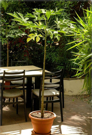 Carica pentagona - Bergpapaya | Babaco (Pflanze) - Baum, Topf 3 l, 80/100 cm