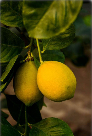 Citrus limon 'Amalphitanum' - Zitrone (Pflanze) - Amalphi-Zitrone - Zitrone - Zitronenbäumchen - Zitronenbaum - Stämmchen, 'Amalphitanum', Topf 15 ...