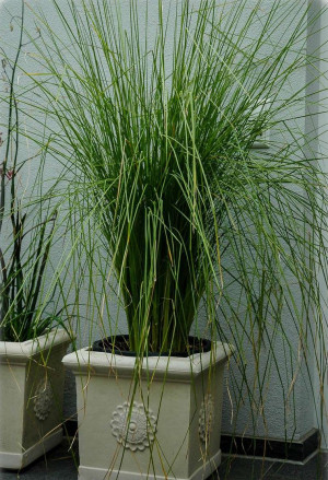 Vetiveria [Chrysopogon] zizanioides - Vetiveria - Gras, Topf 5 l, 100/125 cm