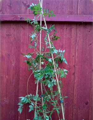 Glycyrrhiza glabra - Süßholz - Baum, Topf 3 l, 20/40 cm