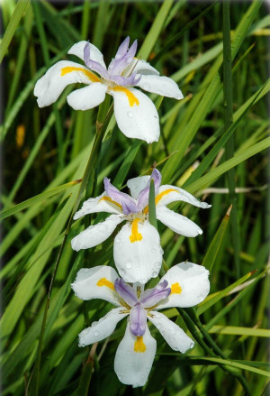 Dietes iridioides - Blaue Pfauenblume - Staude, Topf 3 l, 30/50 cm