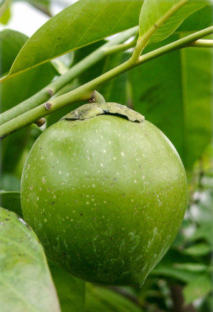Diospyros digyna - Schwarze Sapote (Pflanze) - Baum, Sämling, Topf 12 l, 175/200 cm (XXL)