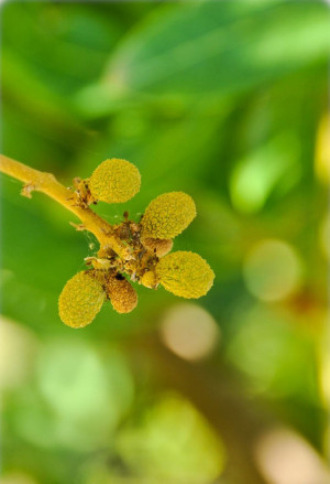 Dimocarpus longan - Longan (Pflanze) - Baum, Topf 3 l, 50/70 cm
