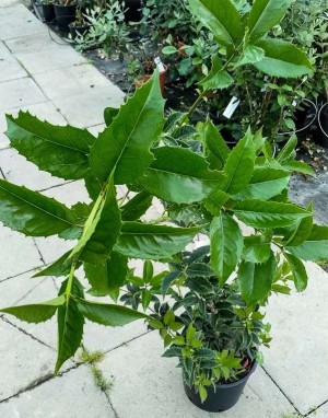 Osmanthus heterophyllus - Stachelblättrige Duftblüte - Strauch, Topf 5 l, 80/100 cm