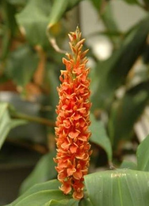 Hedychium densiflorum 'Assam Orange' - Zieringwer - Tibet-Ingwer - Gelber Schmetterlings-Ingwer - Staude, 'Assam Orange', Topf 12 l, 60/80 cm