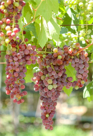 Vitis vinifera - Wein (Solitär-Pflanzen) | Weinstock - Kletterpflanze, Topf 60 l, 100/150 cm, StU 30-35cm (XXL)