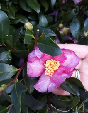 Camellia sasanqua - Herbstblühende Kamelie - Strauch, 'Hino di Gumo', Topf 100 l, 200/250 cm (XXL)