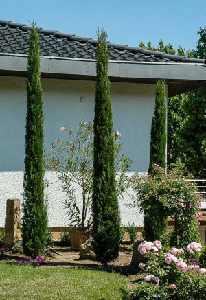 Cupressus sempervirens 'Matteini' - pollenfreie Mittelmeer-Zypresse - Säulen-Zypresse - Italienische Zypresse - Baum, 'Matteini', Topf 30 l, 175/20...