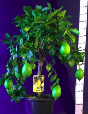 Citrus limon 'Verna' - Zitrone (Pflanze) - Verna Zitrone - Zitrone - Zitronenbäumchen - Zitronenbaum - schlanke Spindel, 'Verna', Topf 18 l, 125/15...
