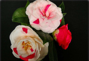 Camellia japonica 'historische Sorten' - historische Kamelien - Strauch, 'rosa', Topf 2 l, 40/60 cm