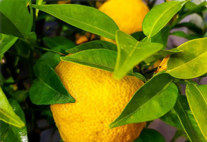 Citrus x junos - Yuzu - Baum, Topf 30 l, 90/110 cm, StU 6-8cm (XXL)