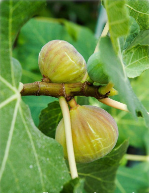 Ficus carica 'Paradiso' - Feige (Pflanze) - Echte Feige - Feigenbaum - Fruchtfeige - Baum, 'Paradiso', Topf 50 l, 250/300 cm, StU 20-25cm