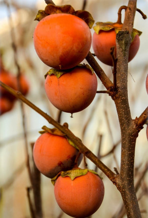 Diospyros kaki 'Tipo' - Kaki (Pflanze) | Kakipflaume | Sharon-Frucht - Baum, 'Tipo', Topf 50 l, 200/250 cm, StU 18-20cm (XXL)