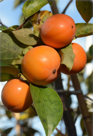 Diospyros kaki 'Vainiglia' - Kaki (Pflanze) | Kakipflaume | Sharon-Frucht - Baum, 'Vainiglia', Topf 7 l, 125/150 cm
