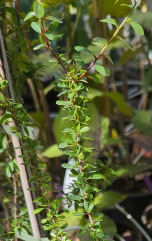 Argania spinosa - Arganbaum - Baum, Topf 3 l, 90/110 cm