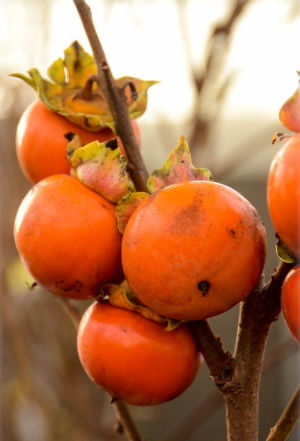 Diospyros kaki - Kaki (Pflanze) | Kakipflaume | Sharon-Frucht - Baum, Topf 7 l, 125/150 cm