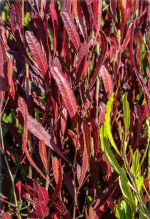 Dodonaea viscosa - Sandolive | Felsenweide - Strauch, 'Purpurea', Topf 3 l, 20/40 cm