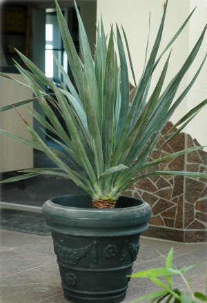 Dracaena draco - Kanarischer Drachenbaum - Palme, Topf 30 l, 80/100 cm, Stamm 25-35cm (XXL)