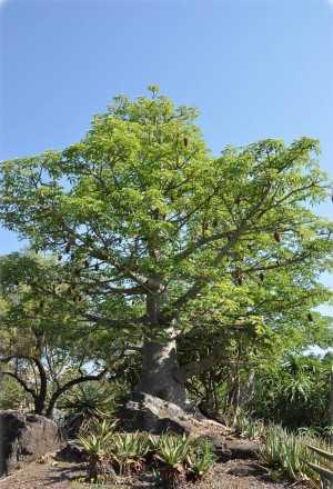 Adansonia digitata - Baobab | Affenbrotbaum - Baum, Topf 5 l, 60/80 cm, StU 16-18cm