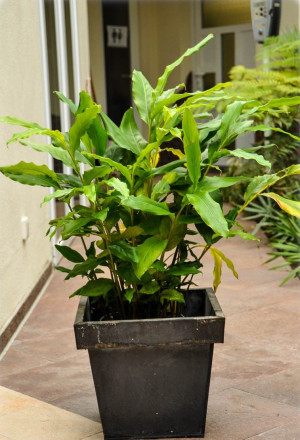 Elettaria cardamomum - Grüner Kardamom | Kardamon - Staude, Topf 3 l, 30/50 cm