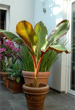 Ensete ventricosum 'Maurelii' - Rote Zierbanane | Abessinische Banane - Staude, 'Maurelii', Topf 7 l, 80/100 cm