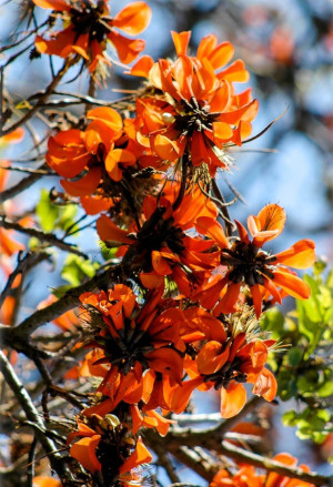 Erythrina caffra - Südafrikanischer Korallenstrauch | Küstenkorallenstrauch - Baum, Topf 4 l, 70/90 cm