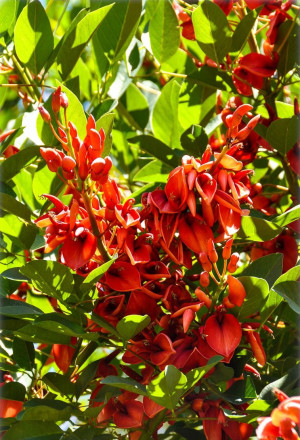Erythrina crista-galli - Korallenstrauch - Baum, Topf 7 l, 100/125 cm