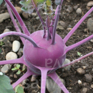 Bio-Saatgut: Kohlrabi blau