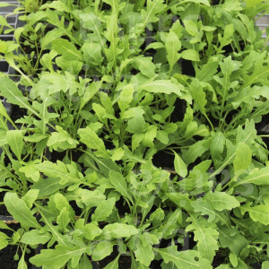 Bio-Saatgut: Rucola, Wilde Rauke