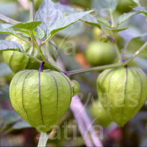 Bio-Saatgut: Tomatillo