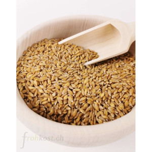 Einkorn-Körner "Steinzeit-Weizen" (bio)