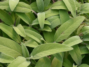 Pflanzen Einsteinkräuter - Salbei officinalis 12 cm Topf