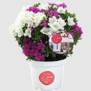 Pflanzen Traubenmyrthe Ø 30 cm 23 cm Topf
