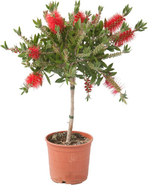 Pflanzen Zylinderputzer Hochstamm Callistemon citrinus 19 cm Topf