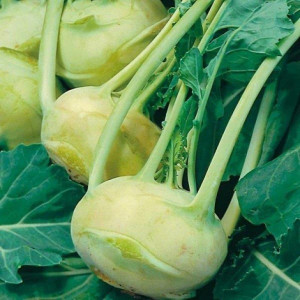 Pflanzen Bio Salat- und Gemüsesetzlinge Kohlrabi Brassica oleracea Superschmelz 6 er Schale