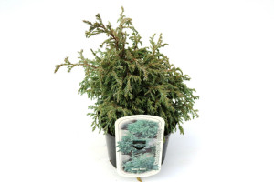 Pflanzen Kleine Silberzypresse 20-30 cm 2 L Container
