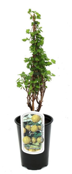 Pflanzen Beerenobst Stachelbeere 3 L Container