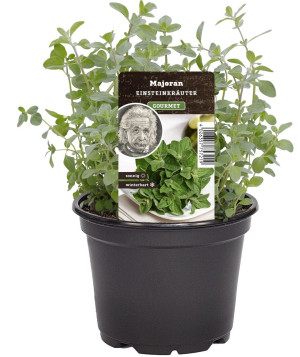 Pflanzen Einsteinkräuter Majoran 12 cm Topf