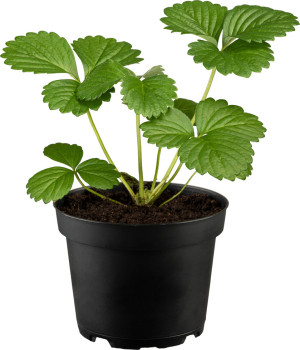 Erdbeerpflanzen Le Jardin Gourmand Fragaria x ananassa Toscana 10,5 cm