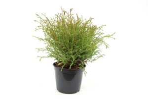 Pflanzen Bubikopf-Lebensbaum 'Mr. Bowling Ball' 2 L Container, kugelig gewachsen