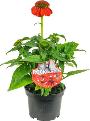 Pflanzen Sonnenhut Echinacea purpurea LaKota 13 cm Topf